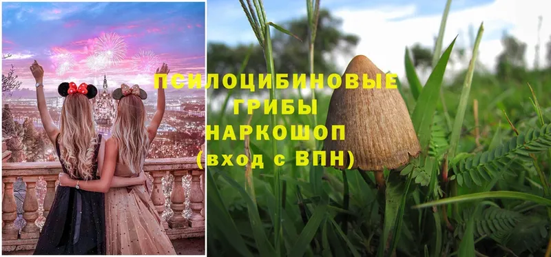 Галлюциногенные грибы Psilocybe Петропавловск-Камчатский